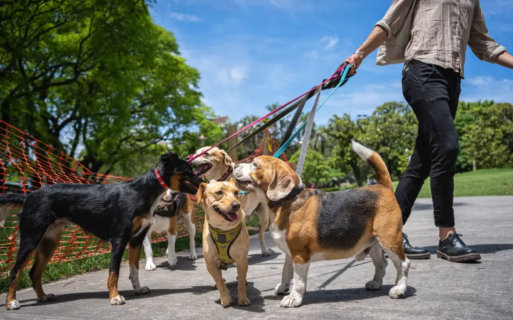 Dog Walker